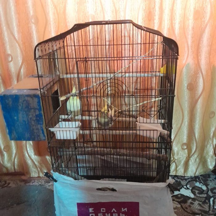 продажа корелл в хороший дом