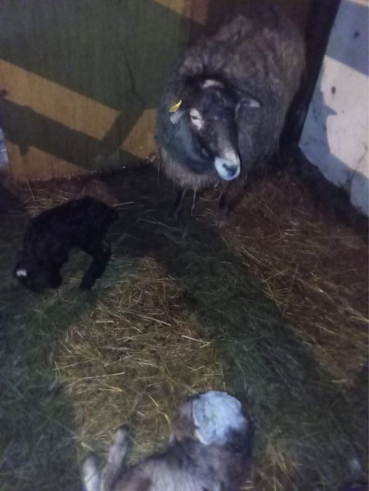 романовский кой қой