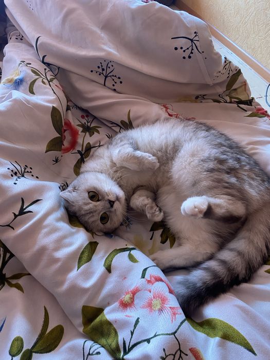 Кошка британский