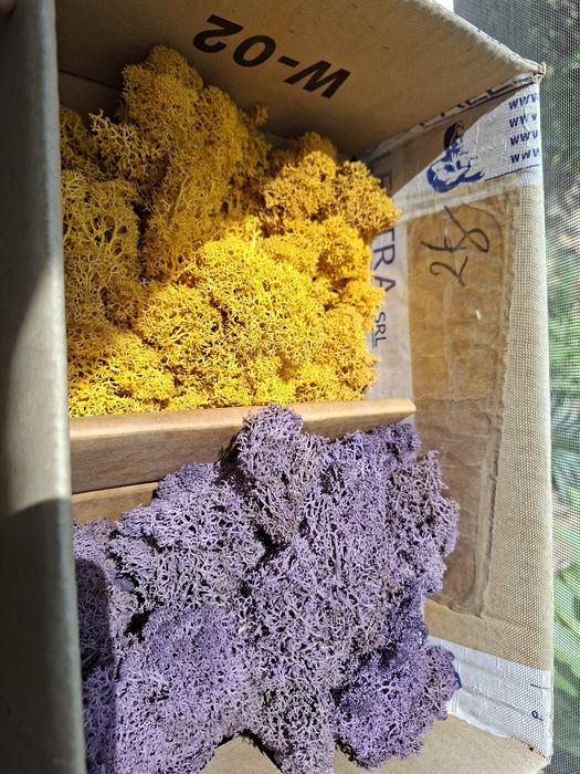 Lot cu diverse pt creații handmade: licheni, felii de lemn, servetele