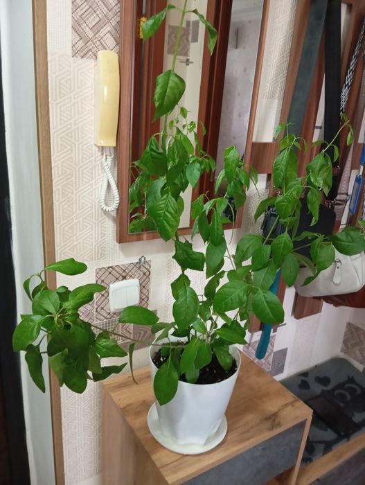 Продам комнатные растения