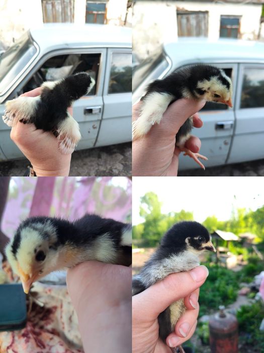 Домашние цыплята