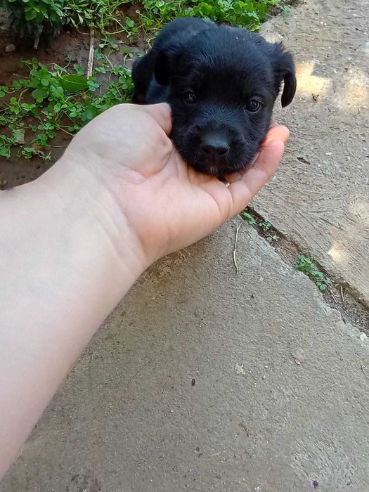 Catelusi pentru adoptie