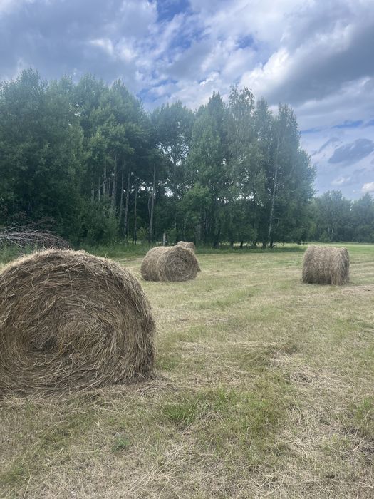 Продам сено, тюки 300