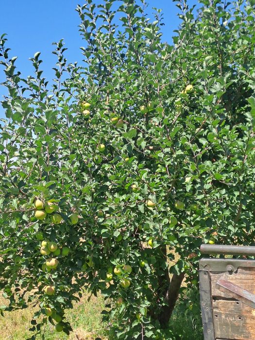 Продам землю с садом