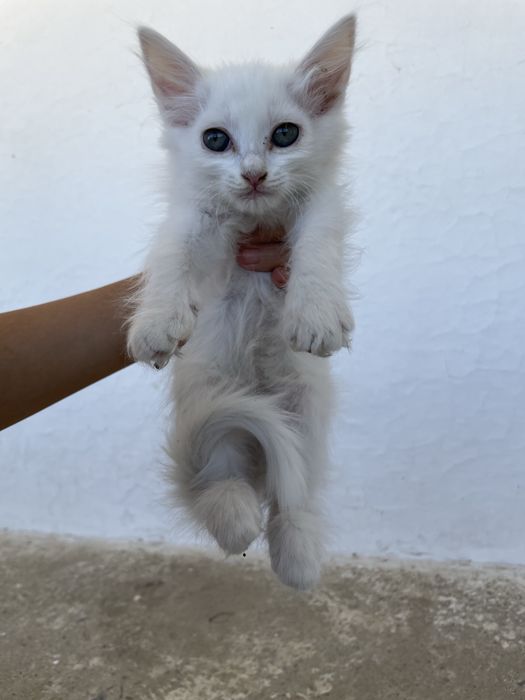 Белые котята. Девушки