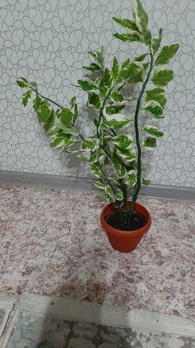 Цветы домашние от 1500