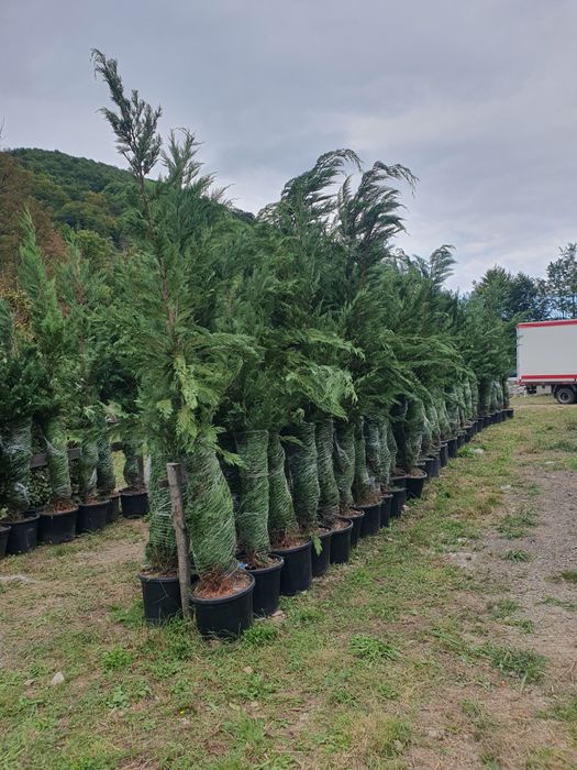 Cupressus leylandii 2.3m - 2.5m, calitate extra, leylandii gard viu! L