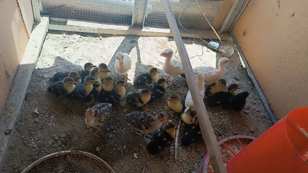 Indautka jöjalrı sotıladı. 3 kunlık. 35 mingdan