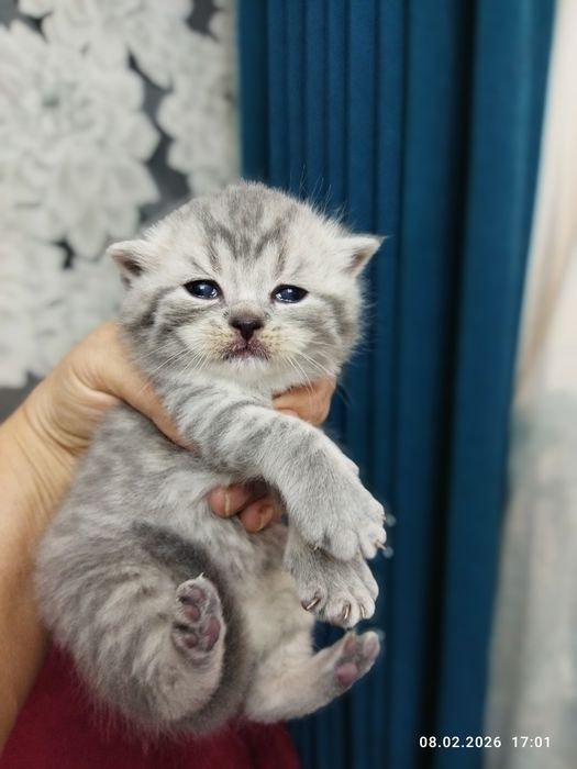 Бронь на шотландских котят