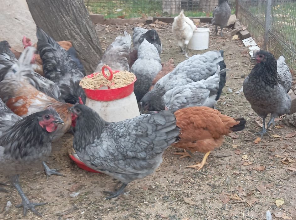 Gaini australorp