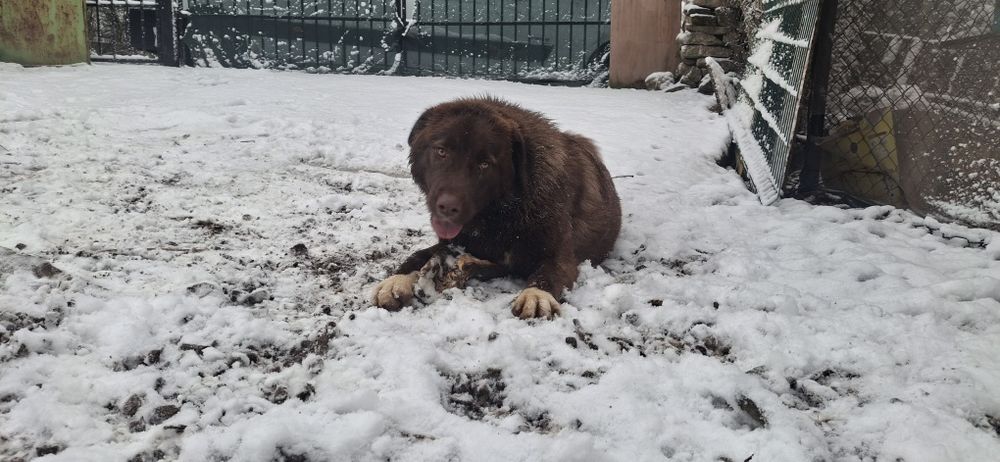 Каракачански кучета (мъжко и женско) на 12м.