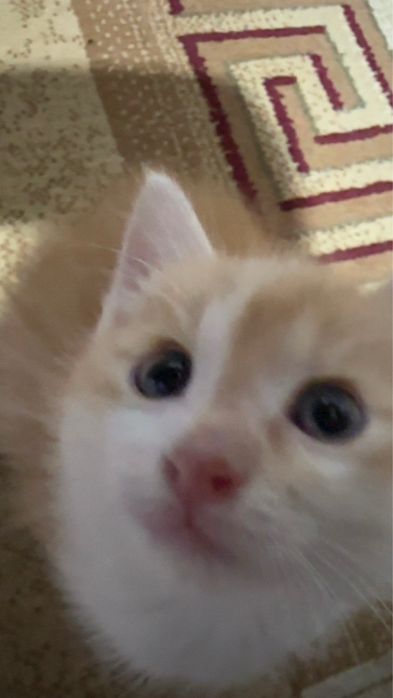 Котики,в хорошие руки