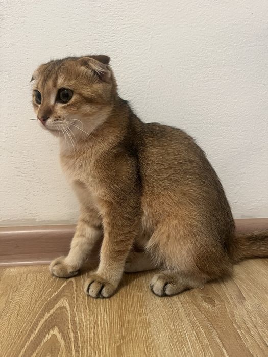 Шотлан кошка мальчик