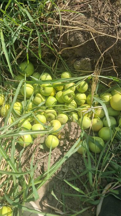 Продам яблоко падалицы
