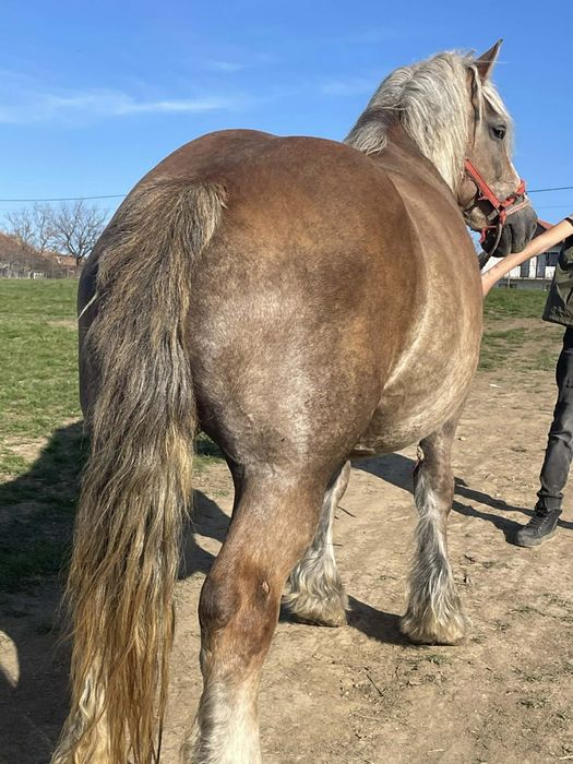 Vând iapa de 5 ani gestanta