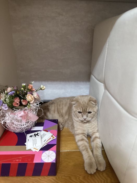 Продам Кота Скотиш Фолд