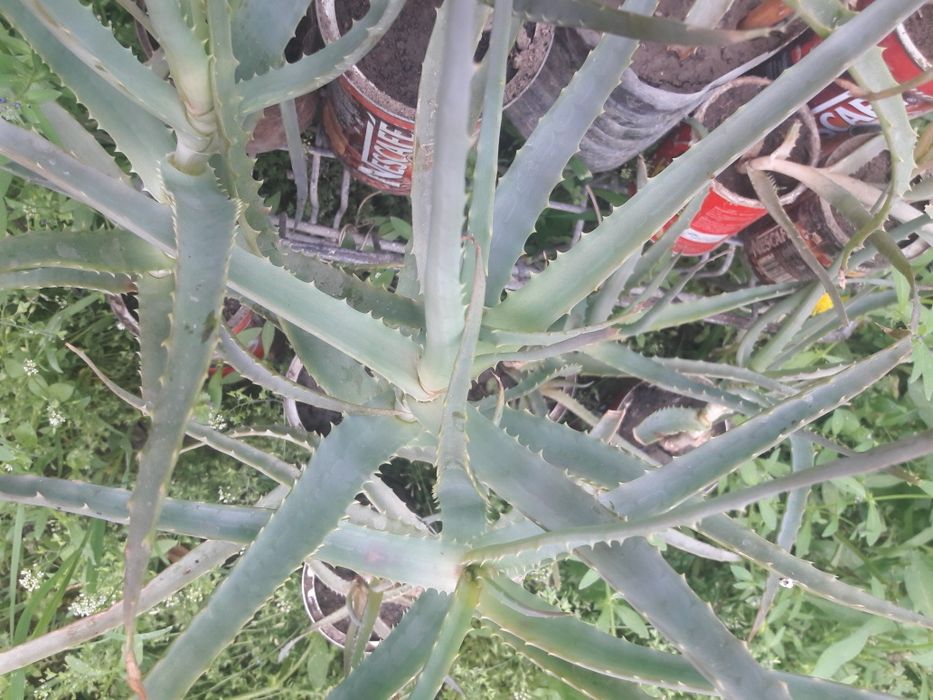 Лечебный алоэ/столетник/