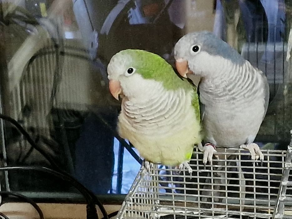 Papagal pui călugăr