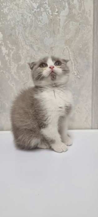 Продаются шотландские вислоухие котята