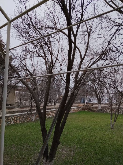 Дарахт ва утин сотилади