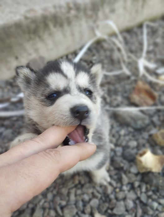 Продам щенков ХАСКИ очень красивые.