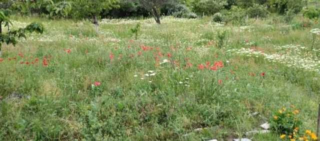 Косене на трева и други градинарски услуги - за гр.Бургас и региона