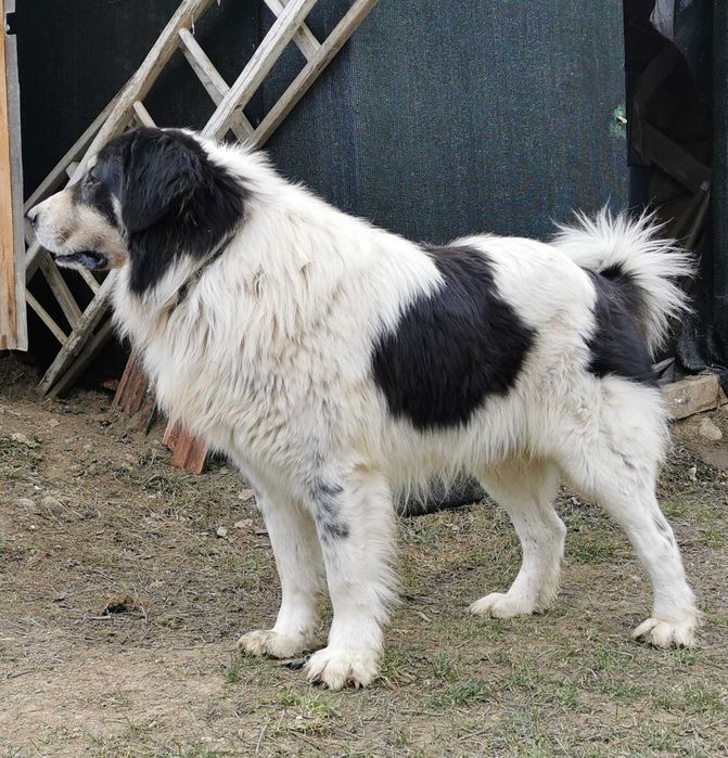 Ciobanesc de Bucovina Mascul