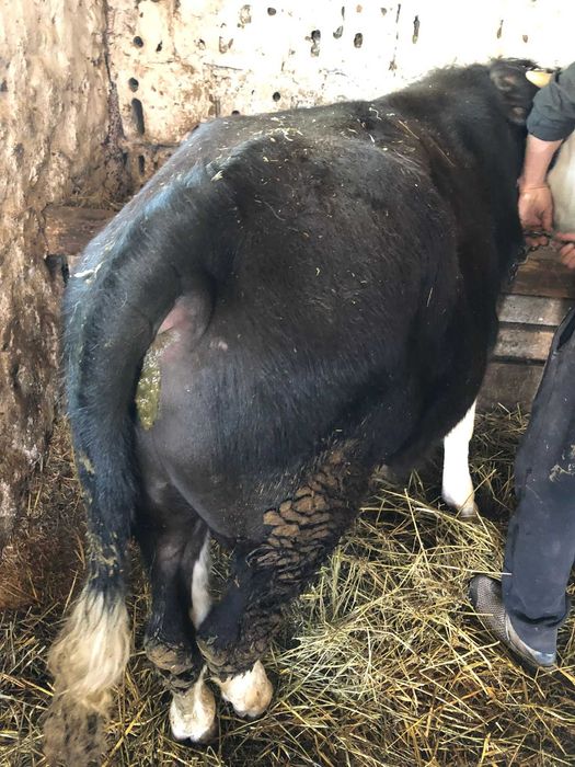 Viței între 250 și 350 de kg