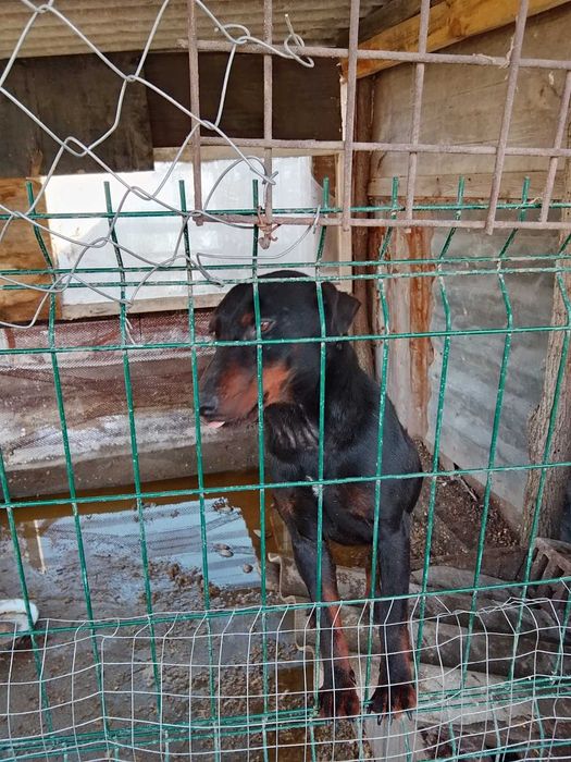 Свободни два Сръбски Яктериери . Мъжки и Женски.