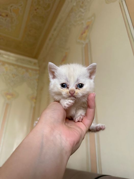 Котенок Британская шиншила