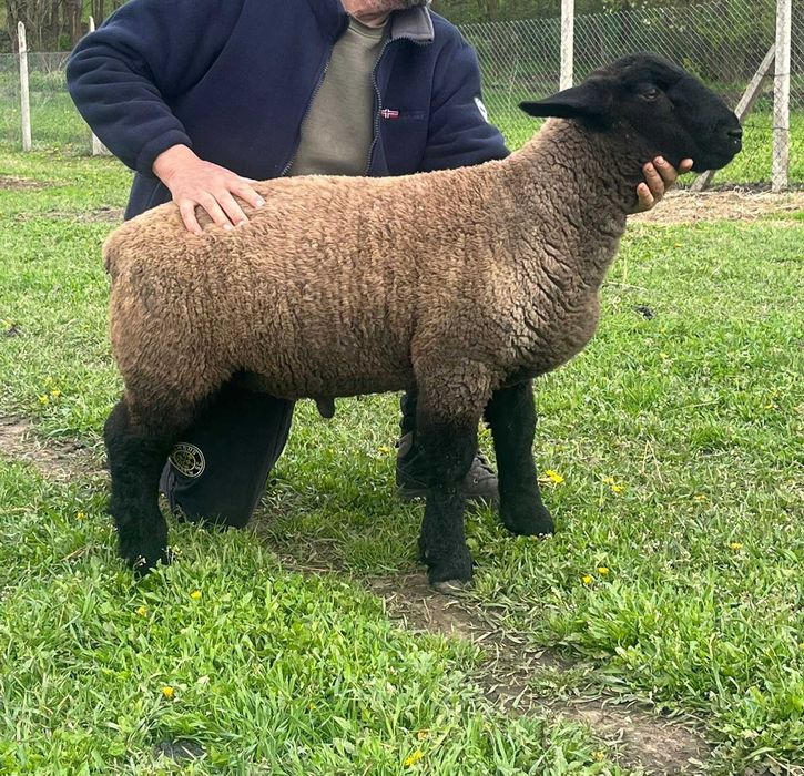 Berbecuț suffolk din părinți cu pedigree