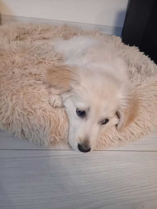 женски голдън ретривър