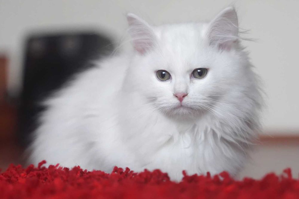 Pisica Siberiana - Felisa Autorizata