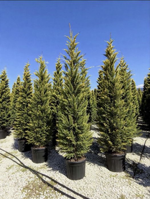 Plante ornamentale
