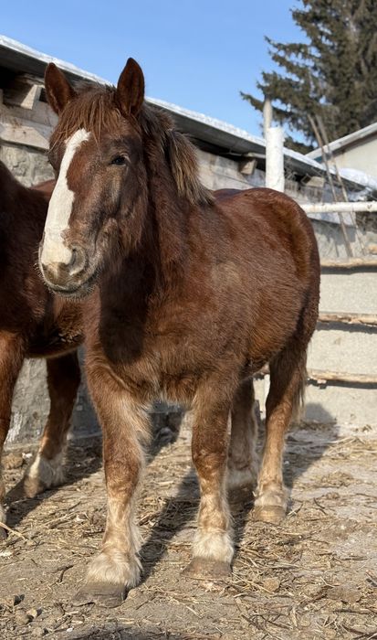 Продам  Советского тяжеловозова
