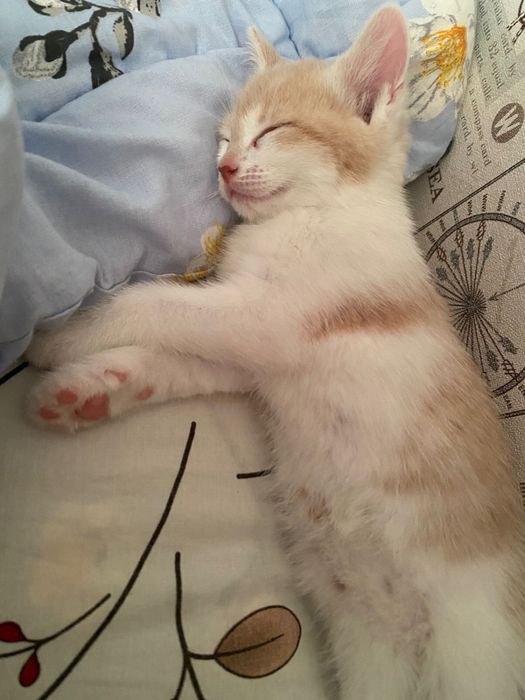 Котенок рыжий 2 месяца