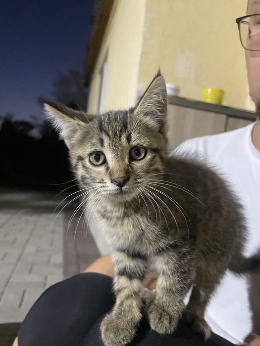 Отдам котенка в добрые руки