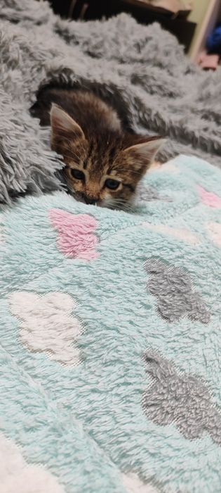 Девочка. 1 месяц. Кушает сама, надо ок ходит.