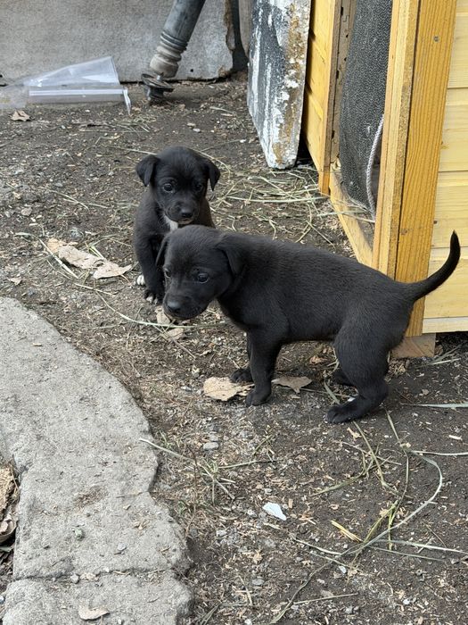 Отдам даром в хорошие руки