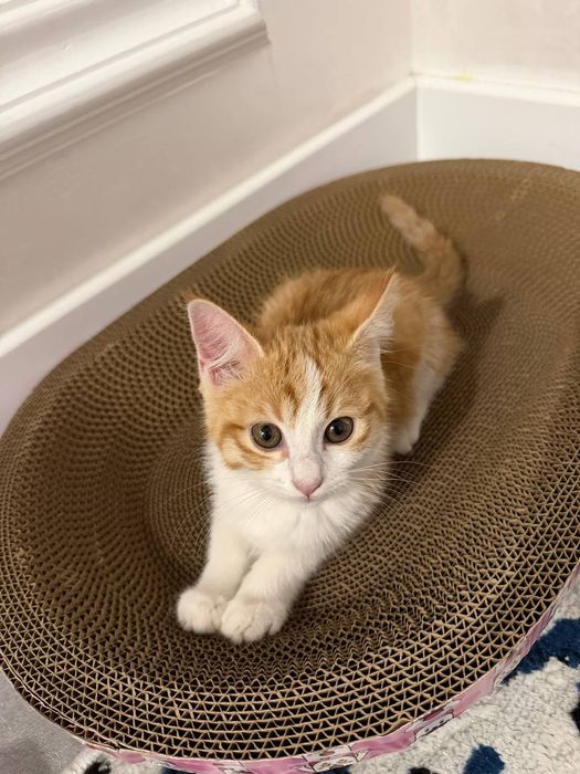 Sariq mushukcha 3 oylik