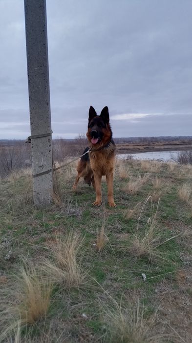 Вязка немецкая овчарка