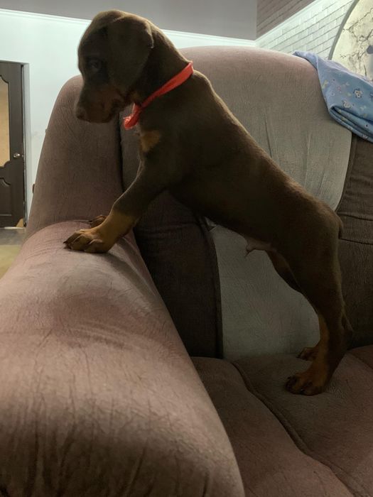 Срочно! Щенки доберамана