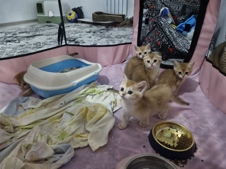 Срочно продаю котят и кошек.