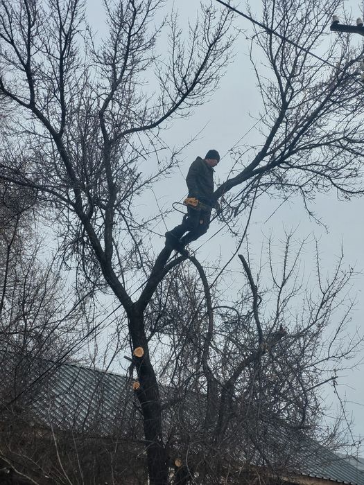Агаш кесемиз спил деревьев