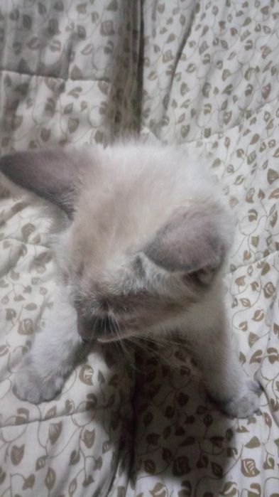 Котята сиамские два мальчика