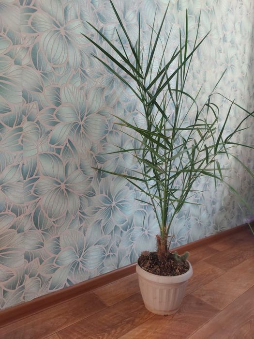 Продам Финиковую пальму