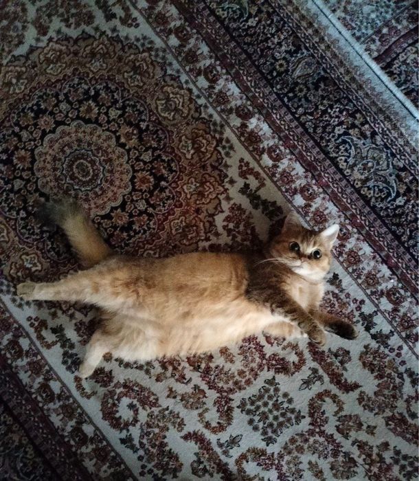 Золотая шиншилла 50$ срочно