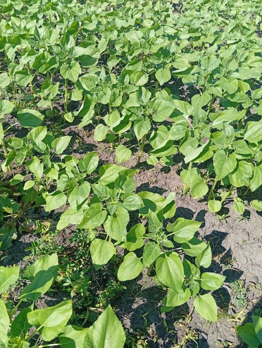 Продам земли пащни 1200 гектар