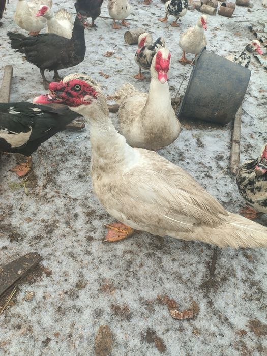 Vând Rățoi Lesesc / Pereche ( pentru reproducere)